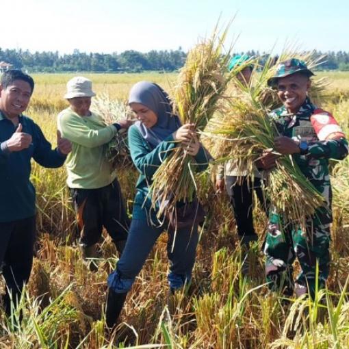 BABINSA SANGKAR AGUNG LAKSANAKAN PENDAMPINGAN UBINAN PANEN PADI BERSAMA BPS JEMBRANA
